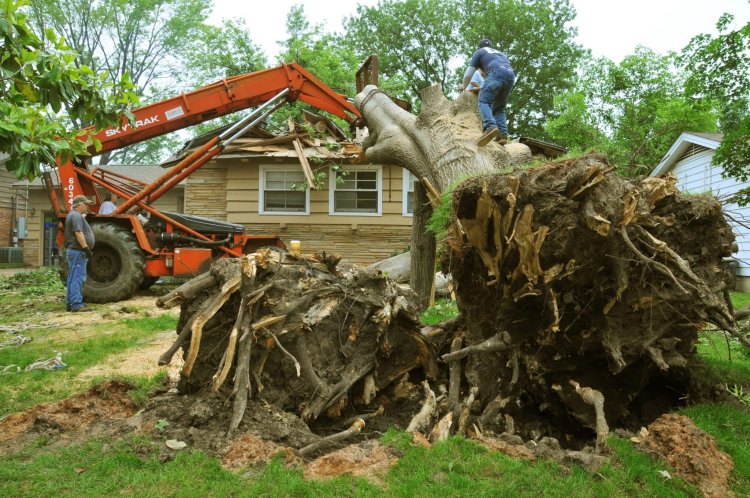 Top 10 Reasons to Hire Affordable Tree Service Houston