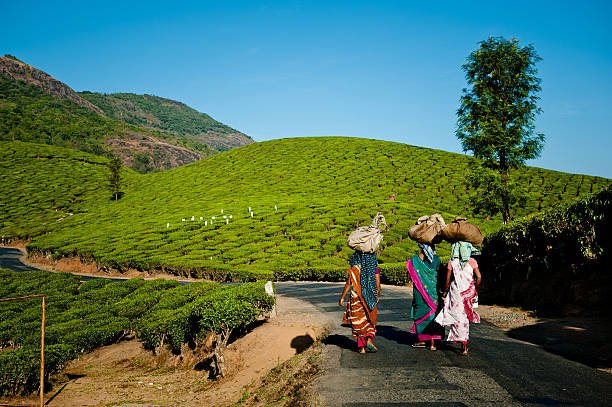 Kerala’s Best One Day Trips – Nature, Beaches & More